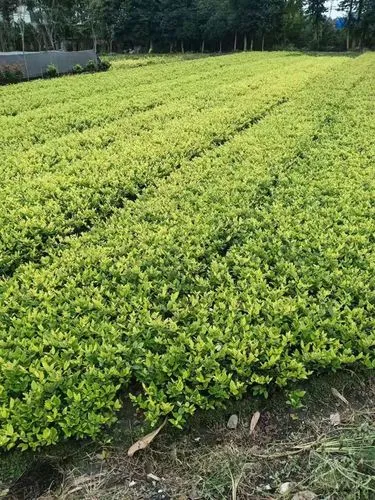 胡一菲用的哪个网球拍